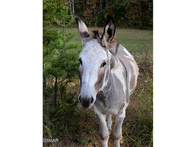 220 Acres of Pristine Mountain Farmland at the Base of Bluff - photo 41