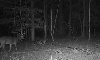 Surrounded by a border of tall standing timber, this - photo 12