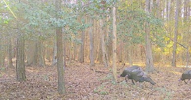 Surrounded by a border of tall standing timber, this - photo 13
