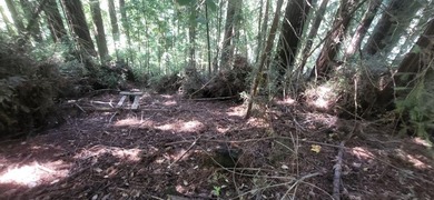 Nestled among towering redwoods just 2.5 miles from downtown - photo 2