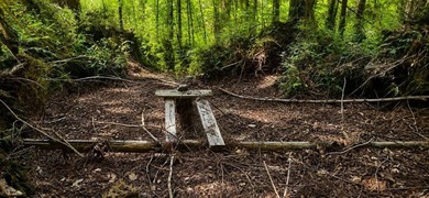 Nestled among towering redwoods just 2.5 miles from downtown - photo 5