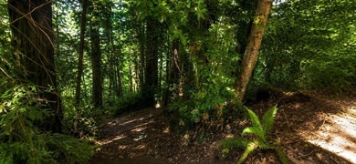 Nestled among towering redwoods just 2.5 miles from downtown - photo 6