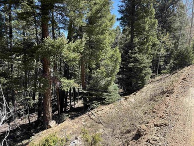 Large wooded lot with good potential building sites. Steep - photo 5