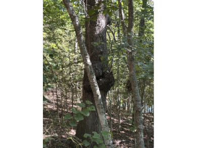 5.77 acres on Beaver Lakefrontage - photo 16