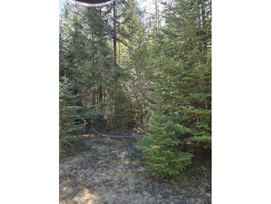 Secluded 5 acres just off Dry Canyon Rd. Secondary lot to - photo 4