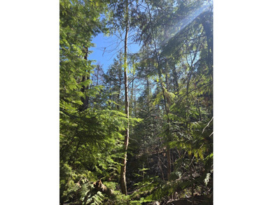 Secluded 5 acres just off Dry Canyon Rd. Secondary lot to - photo 6