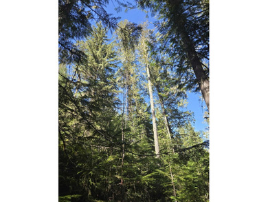 Secluded 5 acres just off Dry Canyon Rd. Secondary lot to - photo 10