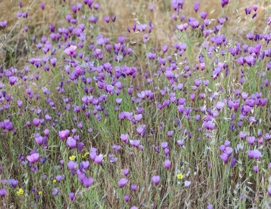 LocationProperty is located north of the CA-63 and CA-180 - photo 17