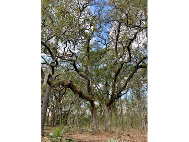 Build your dream home on this beautiful 2.27-acre lot in Meggett - photo 4