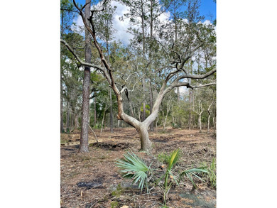 Build your dream home on this beautiful 2.27-acre lot in Meggett - photo 7