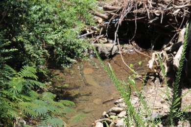 Lake Acreage For Sale in Clinton, Arkansas