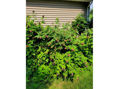 Meticulously maintained 4 bedroom and 2.5 bath split-level in - photo 35