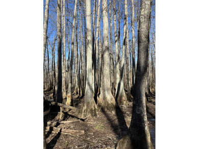 Welcome to an extraordinary 1,297+/- acre retreat in Steens, MS - photo 25