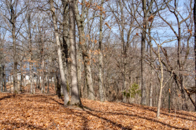 3+ Acres With A Breath-Taking View of Beaver Lake! - photo 27