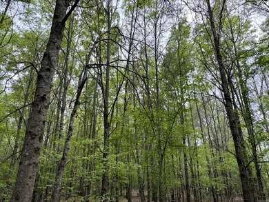 Land for sale near Centerville, Arkansas offering privacy - photo 3