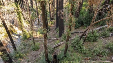 Foreman Creek cheerily babbles by this flourishing double lot of - photo 5