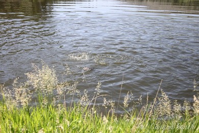 Rist Canyon Ranch is a rare combination of beauty, productivity - photo 32