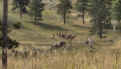 Rist Canyon Ranch is a rare combination of beauty, productivity - photo 48