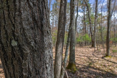 Set your roots in the storied setting of Eagle Waters Resort - photo 7