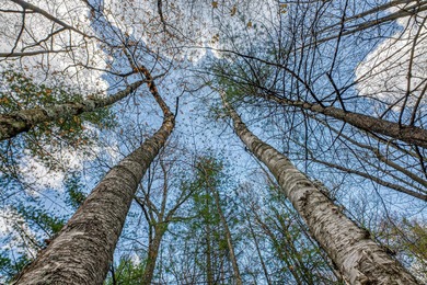 Set your roots in the storied setting of Eagle Waters Resort - photo 4