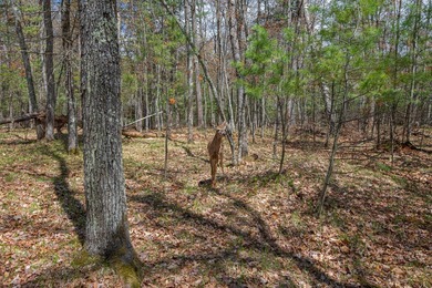 Set your roots in the storied setting of Eagle Waters Resort - photo 7