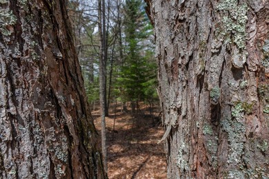 Set your roots in the storied setting of Eagle Waters Resort - photo 7