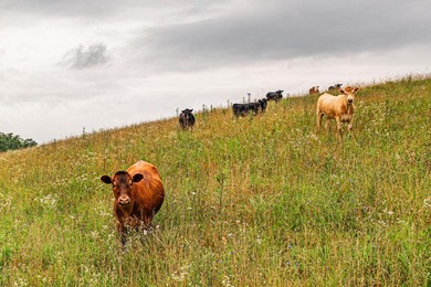 (private lake, pond, creek) Acreage For Sale in Lawrenceburg Kentucky