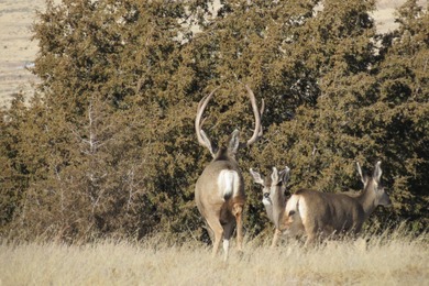 (private lake, pond, creek) Home For Sale in Kim Colorado