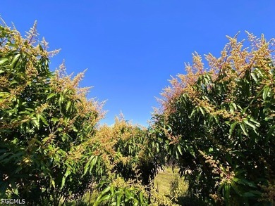 1 Acre Mango Grove...over 200 Mango trees also, Lychee Trees - photo 3