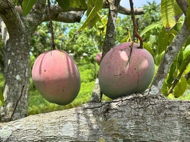1 Acre Mango Grove...over 200 Mango trees also, Lychee Trees - photo 4