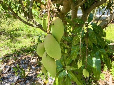 1 Acre Mango Grove...over 200 Mango trees also, Lychee Trees - photo 5