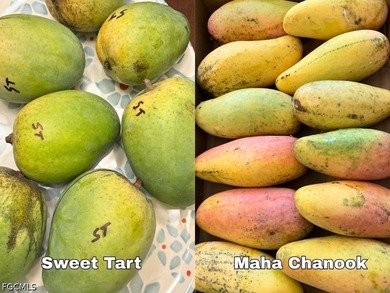 1 Acre Mango Grove...over 200 Mango trees also, Lychee Trees - photo 8