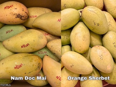 1 Acre Mango Grove...over 200 Mango trees also, Lychee Trees - photo 9