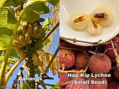 1 Acre Mango Grove...over 200 Mango trees also, Lychee Trees - photo 10