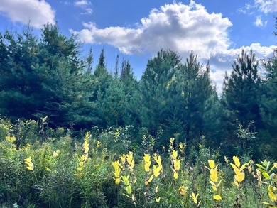 The Perfect Northwoods Retreat Awaits!Lot 3 on Black Bear - photo 8