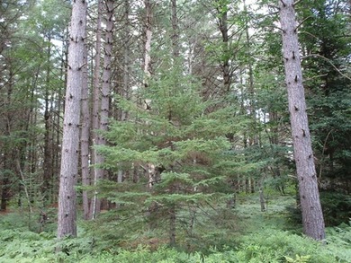 Tucked away on a private, paved dead-end road, this 5+ acre gem - photo 6