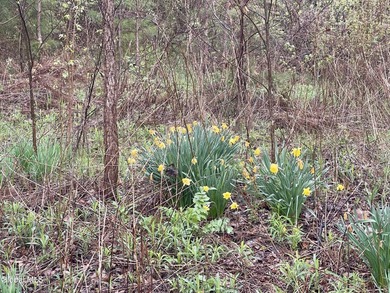 1.4 acres with a brook, public water, and sewer on the property - photo 3