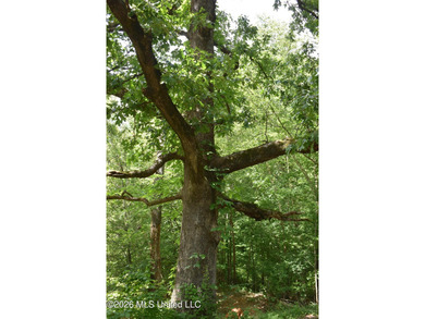 The Little Coldwater 50 acres has a little bit of everything! - photo 36
