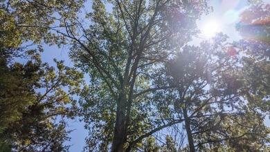 2,500+/- Acres with 11 Point River Frontage - Missouri Ozarks - photo 40