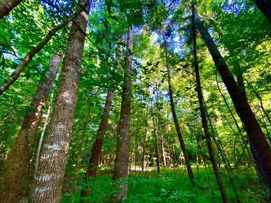 This diverse riverfront property is a rare find. Located between - photo 6