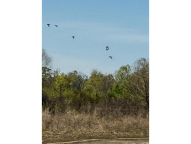 1,962 Acres on the Black River | A Once-in-a-Generation Arkansas - photo 11