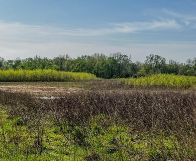 1,962 Acres on the Black River | A Once-in-a-Generation Arkansas - photo 12