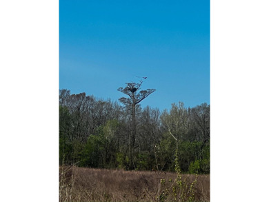 1,962 Acres on the Black River | A Once-in-a-Generation Arkansas - photo 13