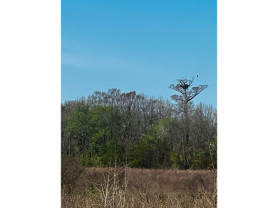 1,962 Acres on the Black River | A Once-in-a-Generation Arkansas - photo 14