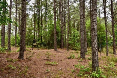 20 acres of prime timber land. Situated in Southern Nevada - photo 7