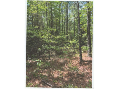 20 acres of prime timber land. Situated in Southern Nevada - photo 8