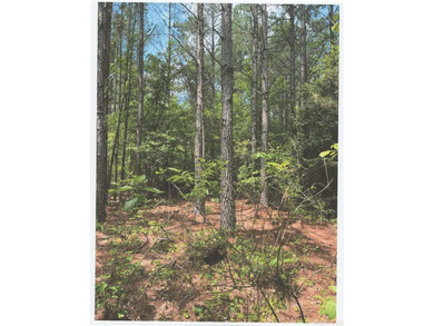 20 acres of prime timber land. Situated in Southern Nevada - photo 9