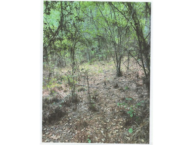 20 acres of prime timber land. Situated in Southern Nevada - photo 10