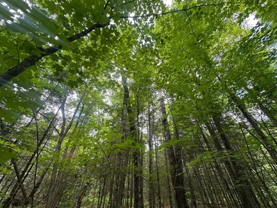 If you're looking for 5+ acres with peace and quiet and privacy - photo 5