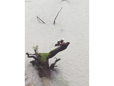 Perched above the beautiful Chetco River with sweeping river - photo 42